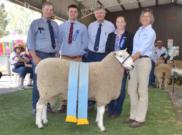 Border Leicester Ram Is Supreme Longwool – Talkook Border Leicester Stud