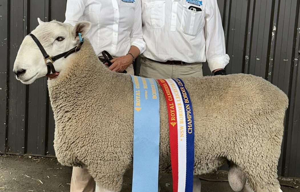 Canberra Royal 2025: Big Border Leicester ram takes supreme title