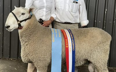 Canberra Royal 2025: Big Border Leicester ram takes supreme title
