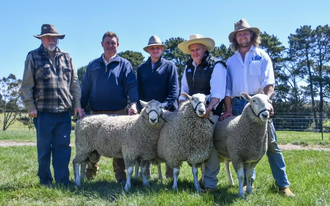 Talkook Border Leicesters hits top price thrice – 2024 Ram Sale