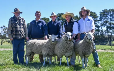 Talkook Border Leicesters hits top price thrice – 2024 Ram Sale
